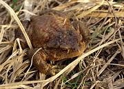 Bufo bufo