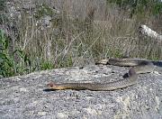 Dolichophis caspius