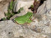 Hyla arborea