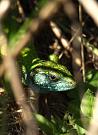 Lacerta viridis