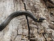 Natrix natrix