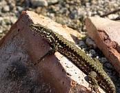 Podarcis muralis