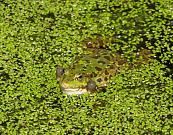 Pelophylax ridibundus