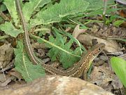 Lacerta viridis