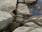 Natrix tessellata