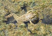 Pelophylax ridibundus