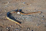 Dolichophis caspius