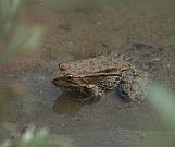 Pelophylax ridibundus