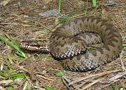 Vipera berus