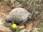 Testudo graeca