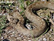 Vipera ammodytes