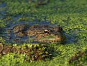 Pelophylax ridibundus