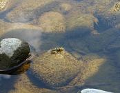 Pelophylax ridibundus