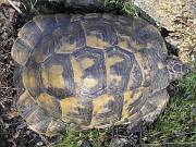 Testudo graeca