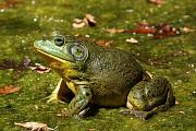 Lithobates catesbeianus