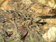 Natrix tessellata