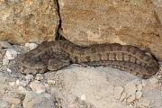 Macrovipera schweizeri