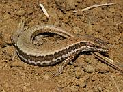 Podarcis muralis