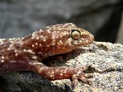 Hemidactylus turcicus