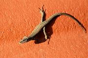 Algyroides nigropunctatus