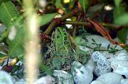 Pelophylax epeiroticus