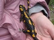 Salamandra salamandra