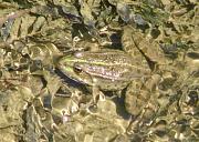 Pelophylax ridibundus