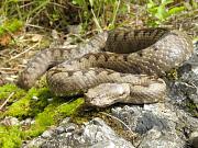 Vipera ammodytes