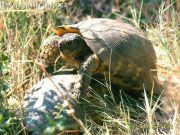 Testudo marginata