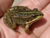 Pelophylax ridibundus