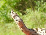 Vipera ammodytes