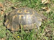 Testudo graeca