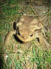 Bufo bufo