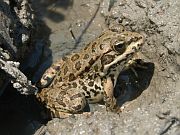 Pelophylax ridibundus