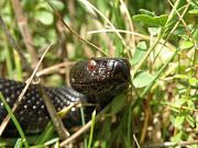 Vipera berus