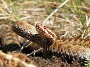 Vipera berus