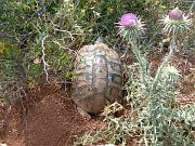 Testudo hermanni