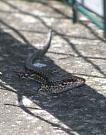 Podarcis muralis