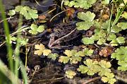 Pelophylax ridibundus