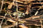 Pelophylax ridibundus