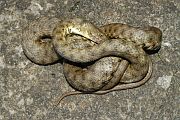 Natrix tessellata