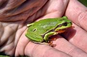 Hyla arborea