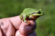 Hyla arborea