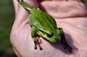 Hyla arborea