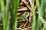 Pelophylax ridibundus