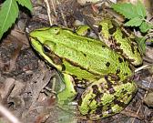 Pelophylax/Rana sp.