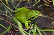 Hyla arborea