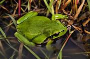 Hyla arborea