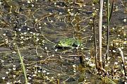 Pelophylax ridibundus