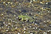 Pelophylax ridibundus